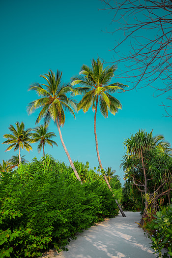 Nature, Palms, Summer, Bush, Path, Tropics HD phone wallpaper