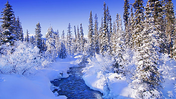 Steamy River by the Snowy Forest, winter, river, snow, trees, nature, forest HD wallpaper