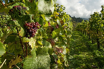 A vibrant vineyard with ripening grapes and lush foliage under bright daylight. HD wallpaper