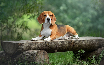 Beagle, animal, bench, dog HD wallpaper