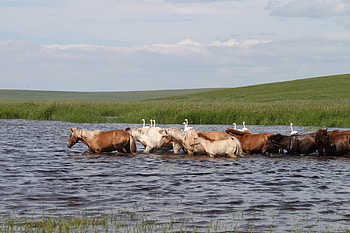Mongolia, Landscapes of Dauria, Wetland refuge, Russia-Mongolia border HD wallpaper