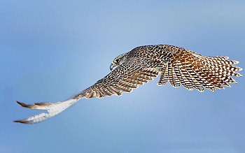 Animals, Sky, Bird, Flight, Predatory, Carnivorous HD wallpaper