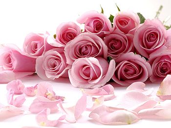 petals-roses, pink, roses, 3d, petals, flowers HD wallpaper
