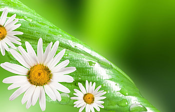 Plants, Flowers, Background, Leaves, Camomile HD wallpaper
