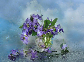 lovely spring flowers, purple, still life, flowers, spring HD wallpaper