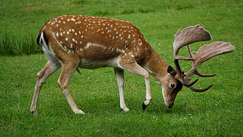 Deer in forest, wildlife, Nature's beauty, Breathtaking HD wallpaper