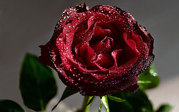 Plants, Roses, Drops HD wallpaper