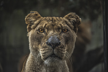 Lion Close Up, lion, animals HD wallpaper