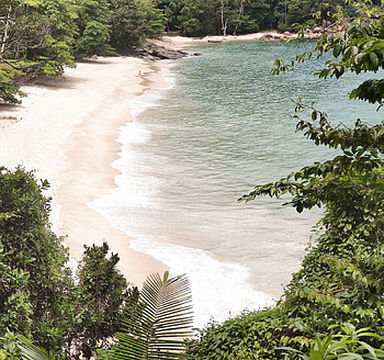 Plants, Nature, Beach, Coast, Exotic, Exotics HD wallpaper