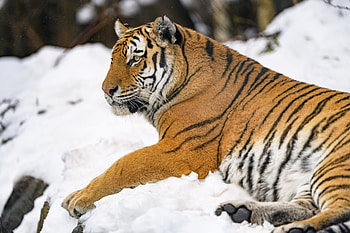 Animals, Snow, Big Cat, Tiger, Animal HD wallpaper