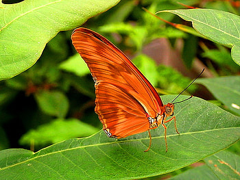 Tangerine wings, wings, black, green leaves, butterfly, orange, beauty HD wallpaper