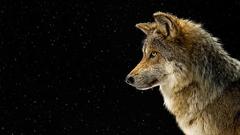 Canis lupus, Caniformia, Mammalia, Wolf, Carnivora, Canidae HD wallpaper