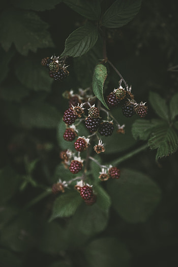 Raspberry, Berries, Blackberry, Macro, Blur, Smooth HD phone wallpaper