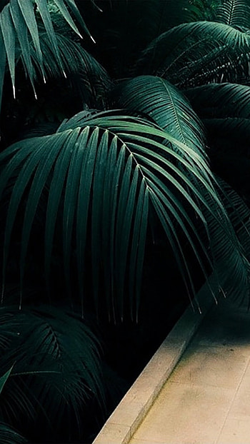 Green Aesthetic, Tree HD phone wallpaper