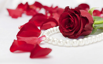 Plants, Flowers, Roses HD wallpaper