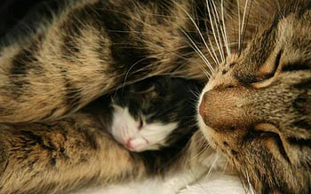 sleeping beauties, cats, sleeping, beauties HD wallpaper