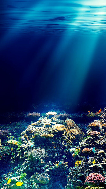 Coral reef , Top backgrounds, Nature HD phone wallpaper