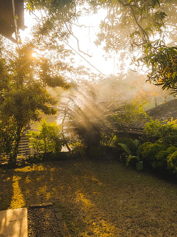 A serene morning garden scene with sunrays filtering through mist and trees, capturing the essence of nature. HD phone wallpaper