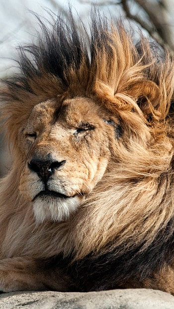 Danger Lion, Zoo, Animal HD phone wallpaper