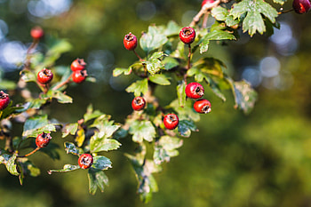 Hawthorn Tree, Hawthorn tree branch, Motosha stock, Nature HD wallpaper