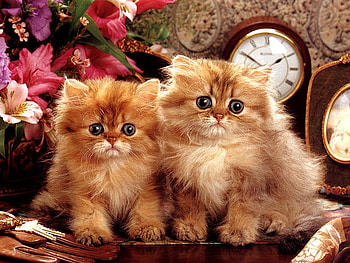 Cats and clock, sweet, animal, kitten, flower, couple, cat, clock, feline HD wallpaper