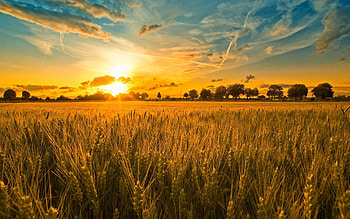 Nature, Sunset, Sun, Shine, Light, Field, Evening, Ears, Spikes, Cereals, Rye HD wallpaper