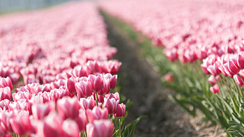 Flowers, Tulips, Plant HD wallpaper