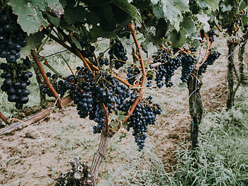 Food, Vine, Grapes, Berries HD wallpaper