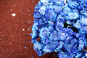 Flowers, Petals, Bloom, Flowering, Bouquet HD wallpaper
