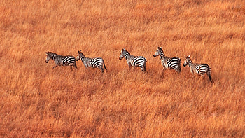 Zebras in savanna, Maasai Mara National Reserve, Kenya, Windows 10 spotlight HD wallpaper