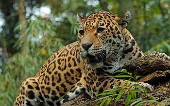 Animals, Jaguar, Grin, Muzzle, Predator, Big Cat HD wallpaper