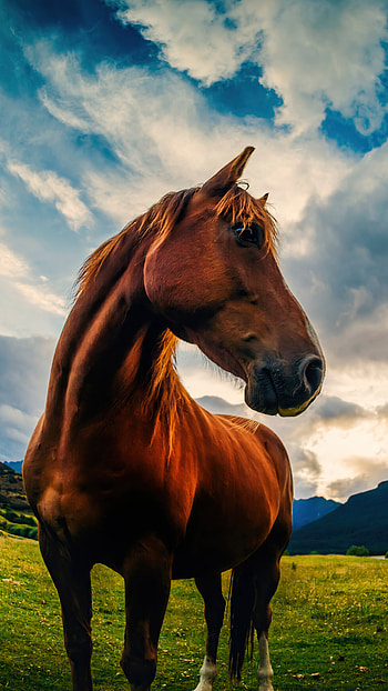Yearling, Horses HD phone wallpaper