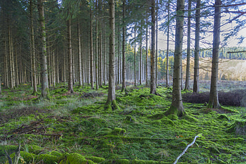 Nature, Trees, Pine, Forest, Moss HD wallpaper