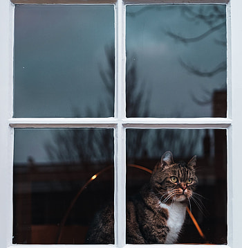 Animals, Cat, Window, Watch, To Watch, Waiting, Expectation HD phone wallpaper