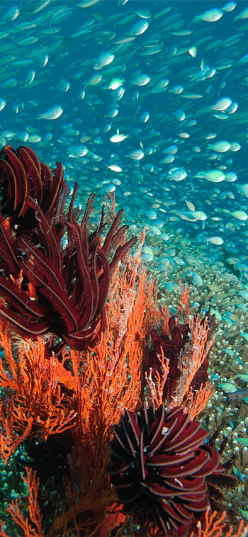 Great Barrier Reef, Underwater wonders, Colorful corals, Marine paradise HD phone wallpaper