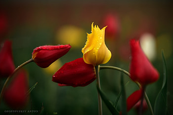 Tulips, Water, Buds, Macro, Drops HD wallpaper