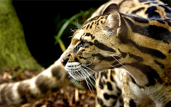 Ocelot hybrid domestic cat, Wildlife fascination, Unique creature, Captivating presence HD wallpaper