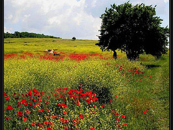 colorful, colorful, grass HD wallpaper