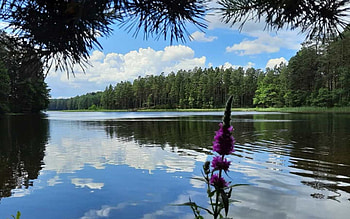Lake in Latvia, reflection, flower, Latvia, calm, tree, lake HD wallpaper
