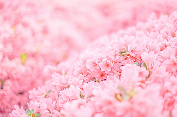 Pink Flowers Minimal , flowers HD wallpaper