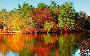Colorful Trees, river, fall, trees, autumn, sky, nature HD wallpaper
