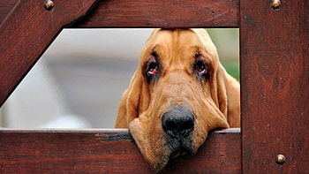 Animals, Wood, Wooden, Dog, Muzzle, Fence HD wallpaper