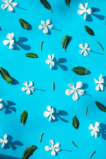Flowers, Leaves HD phone wallpaper