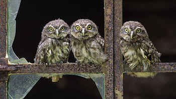 Animals, Birds, Owl, Sit, Small, Three HD wallpaper