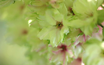 Flowers, Macro, Light, Petals, Light Coloured HD wallpaper