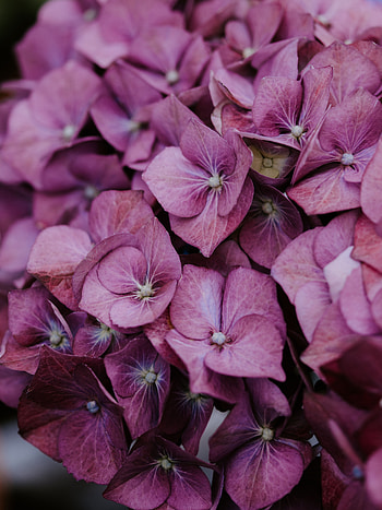 Flowers, Lilac, Plant, Bloom, Flowering, Hydrangea, Inflorescences, Inflorescence HD phone wallpaper