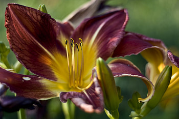 Summer, nature, flowers, beauty HD wallpaper