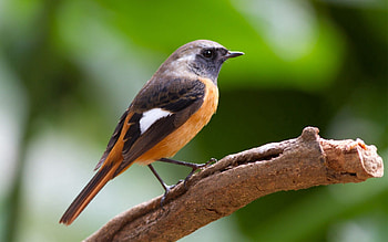 Animals, Macro, Bird, Branch, Greens HD wallpaper