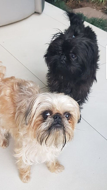 Brussels Griffon, Adorable puppy, Dog health, Animal HD phone wallpaper