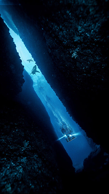 47 Meters Down (2022) movie HD phone wallpaper